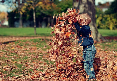 How to Deal with Fall Leaves